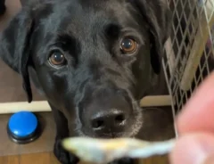 煮干しを待つ犬の写真