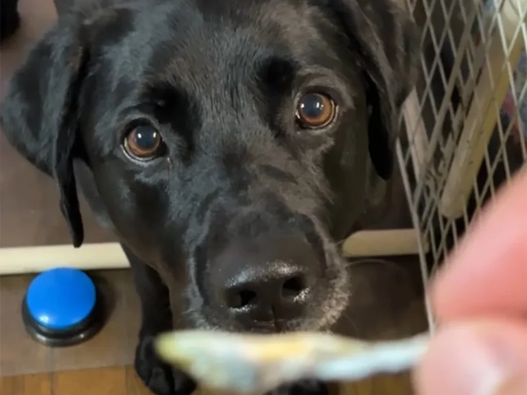 煮干しを待つ犬の写真