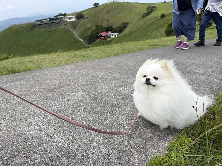 ポメラニアンのおこめちゃんが強風にあおられている画像