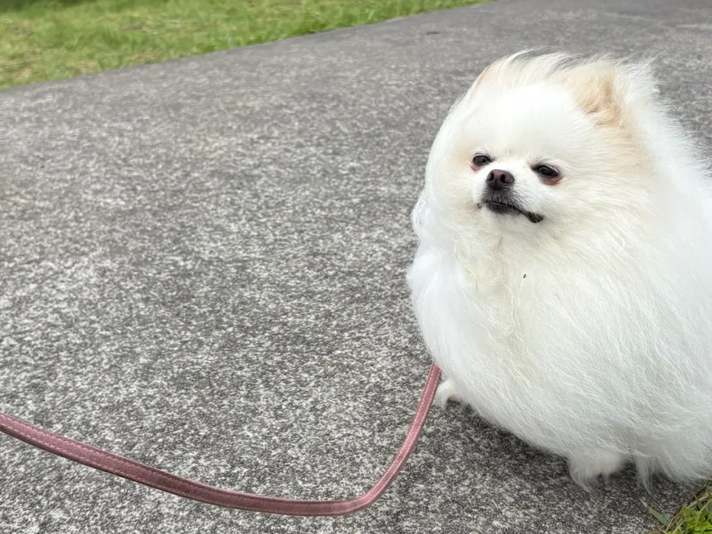 ポメラニアンのおこめちゃんが強風にあおられている画像