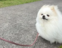 ポメラニアンのおこめちゃんが強風にあおられている画像
