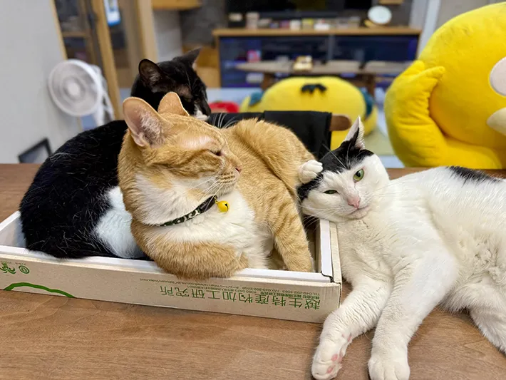 箱の中でくつろぐ猫たちと蹴られる猫の画像