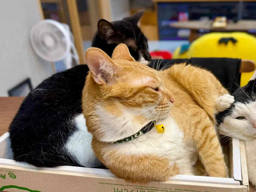箱の中でくつろぐ猫たちと蹴られる猫の画像