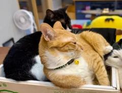 箱の中でくつろぐ猫たちと蹴られる猫の画像