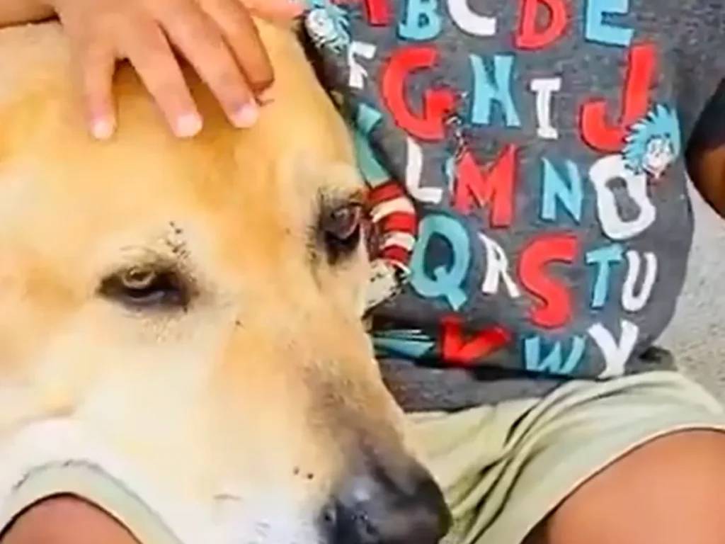 犬と子供の写真