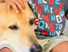 犬と子供の写真