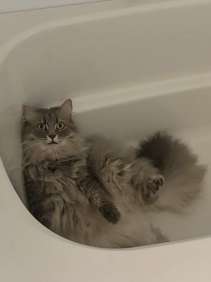 猫の写真