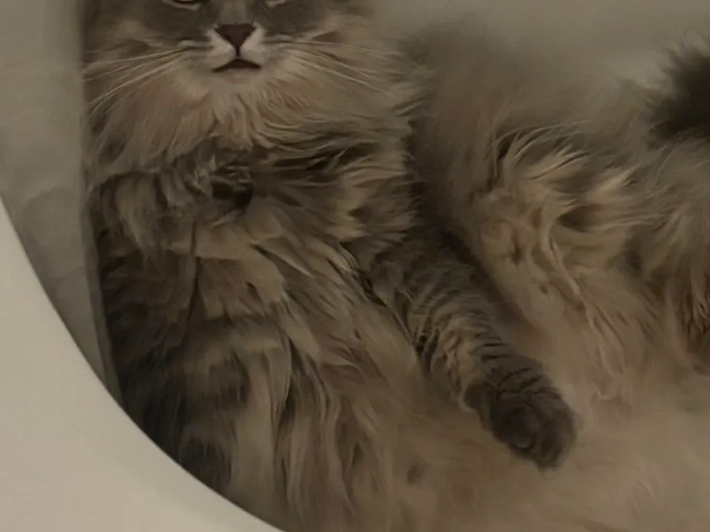 猫の写真