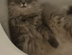 猫の写真