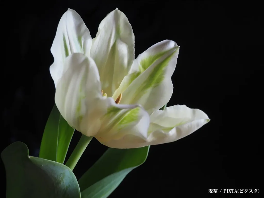 黒の背景に花の画像
