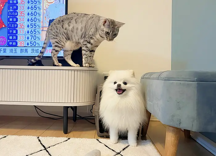 猫と犬の写真
