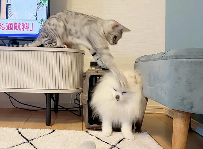 猫にパンチされる犬の写真