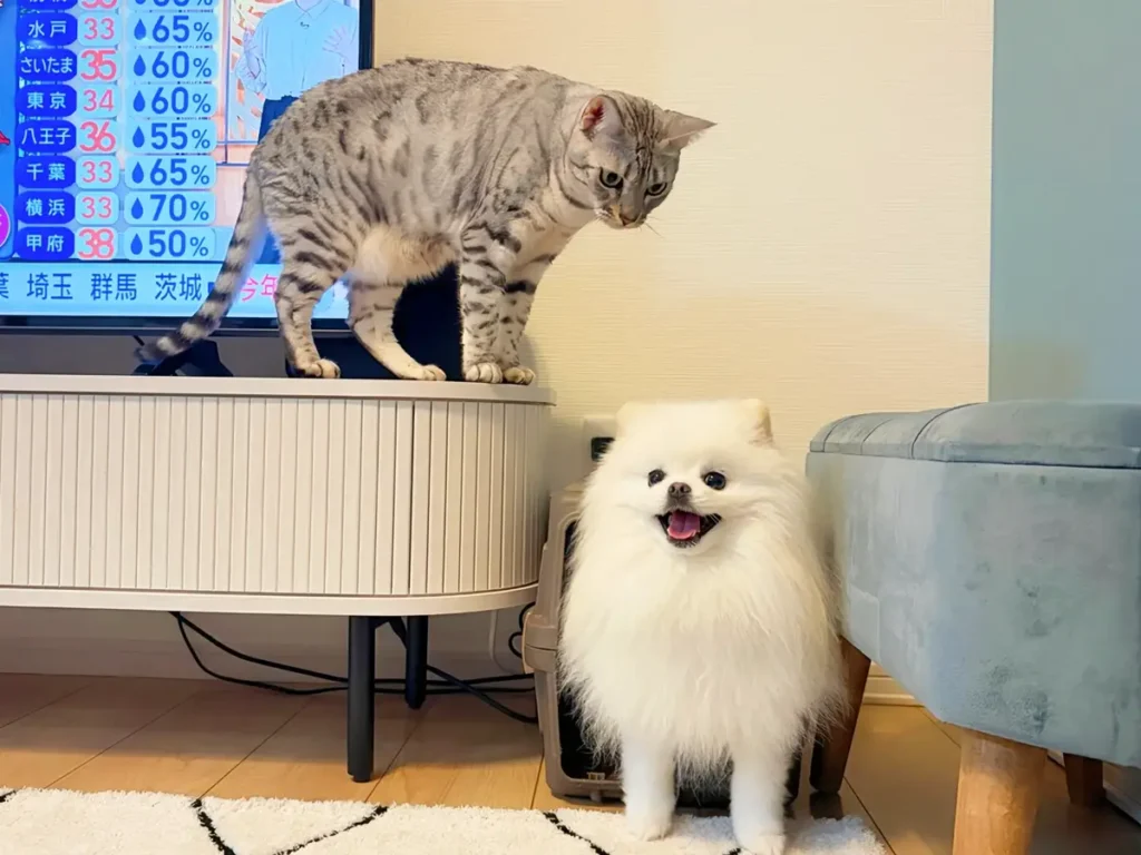 猫と犬の写真