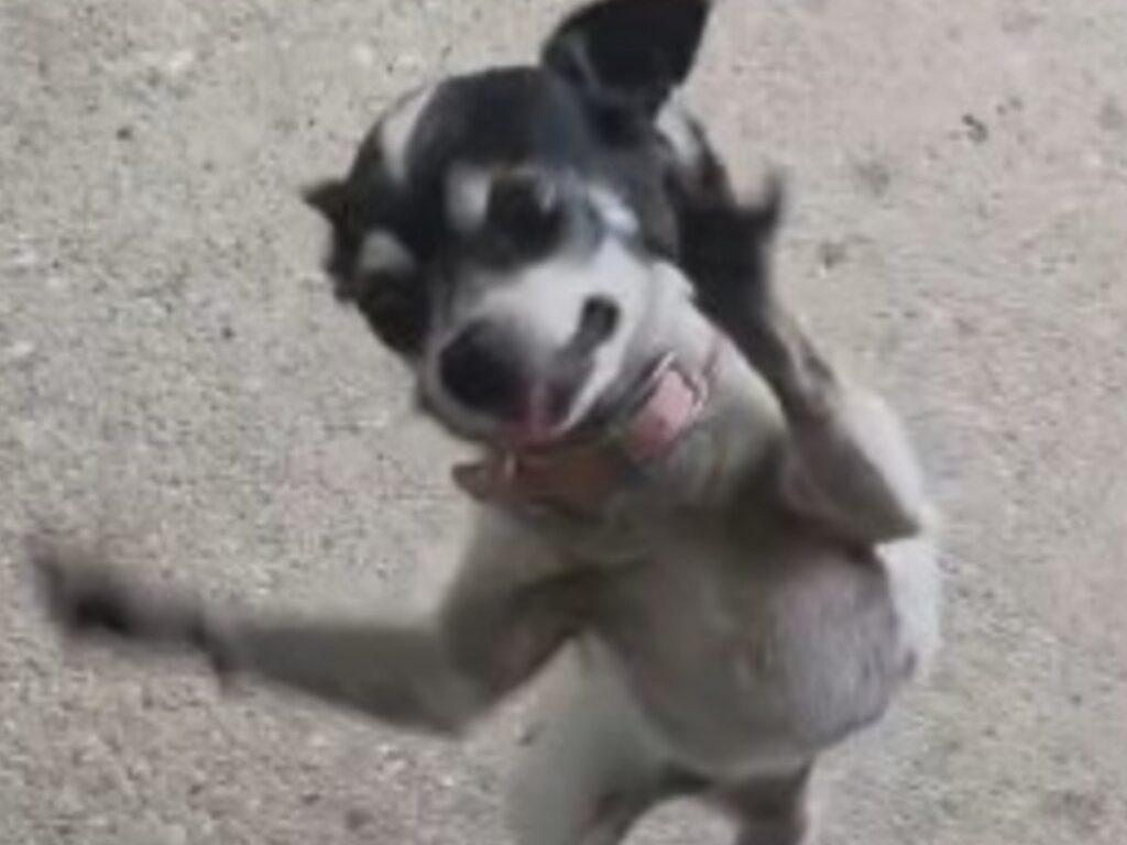 犬の写真