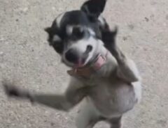 犬の写真
