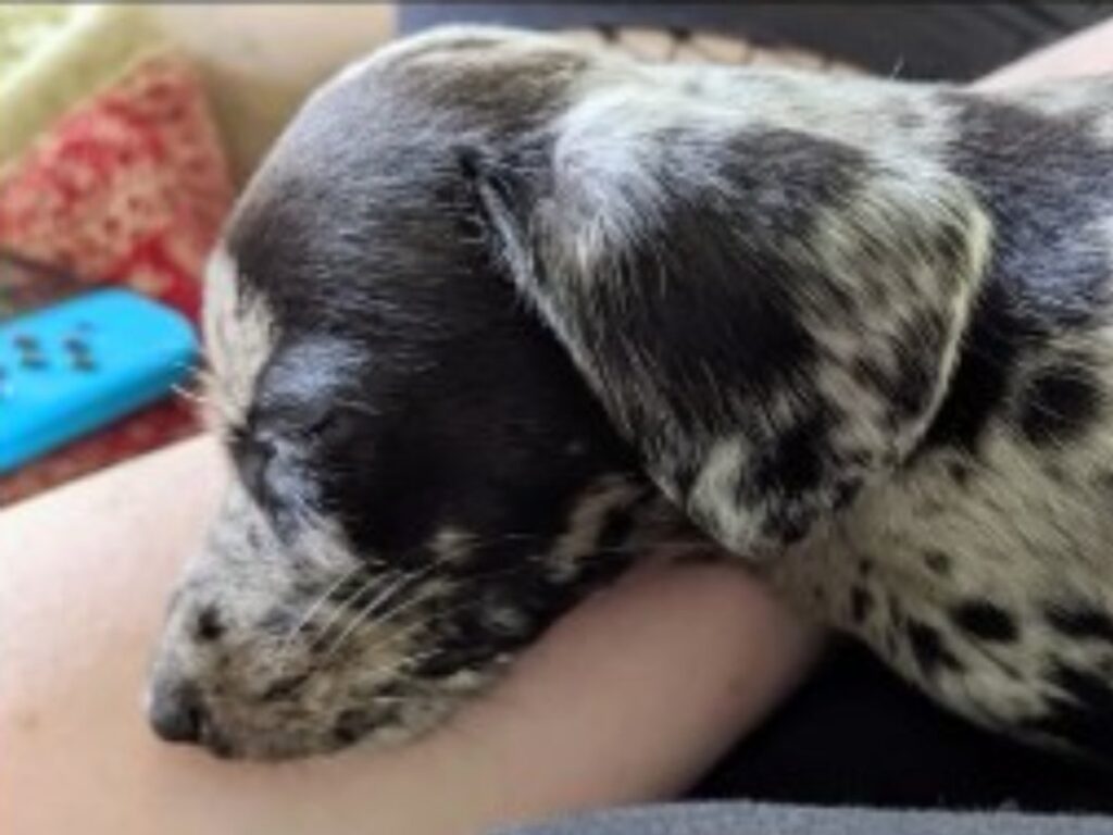 子犬の写真
