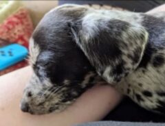 子犬の写真