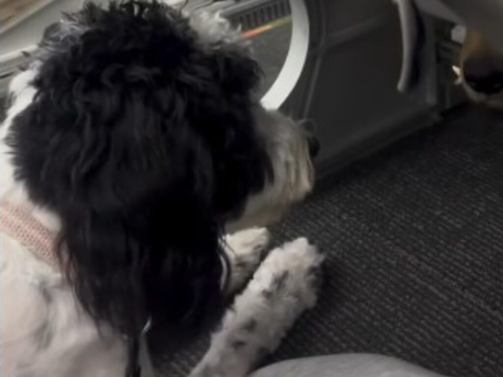 犬の写真