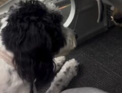 犬の写真