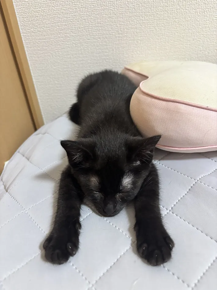 子猫の写真