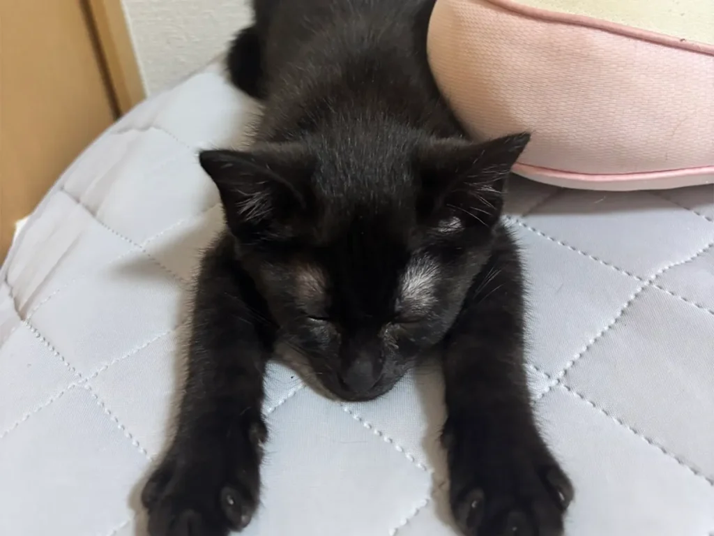 子猫の写真