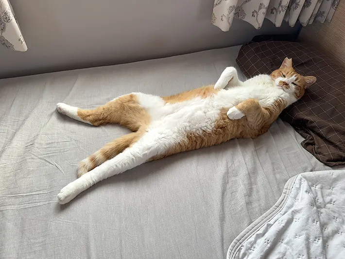 猫の写真