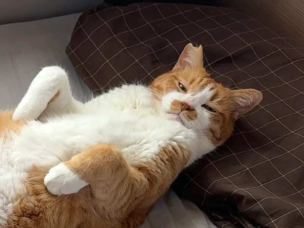 猫の写真