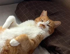 猫の写真