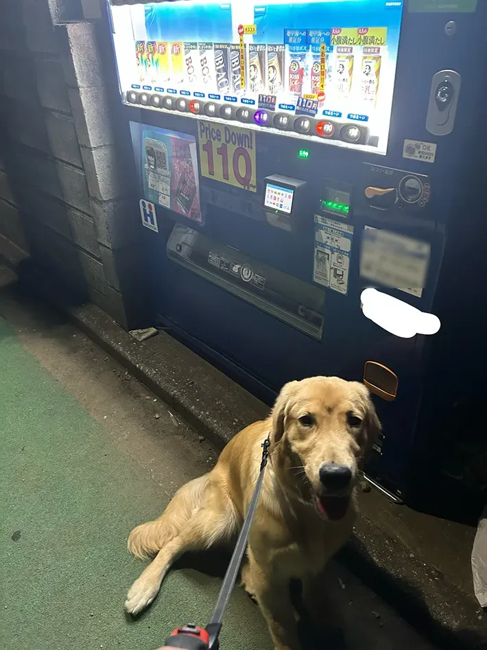 ゴールデンレトリバーの写真