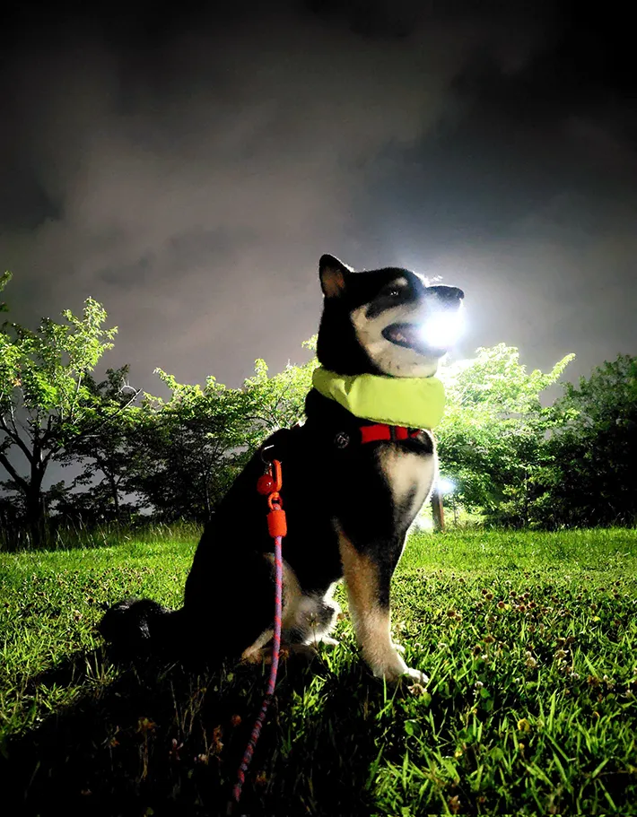 柴犬の、さてつくんの画像