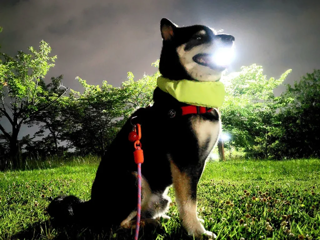 柴犬の、さてつくんの画像