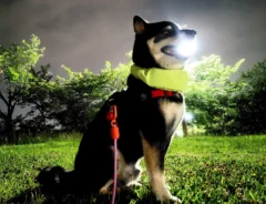 柴犬の、さてつくんの画像