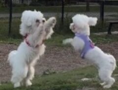犬の写真