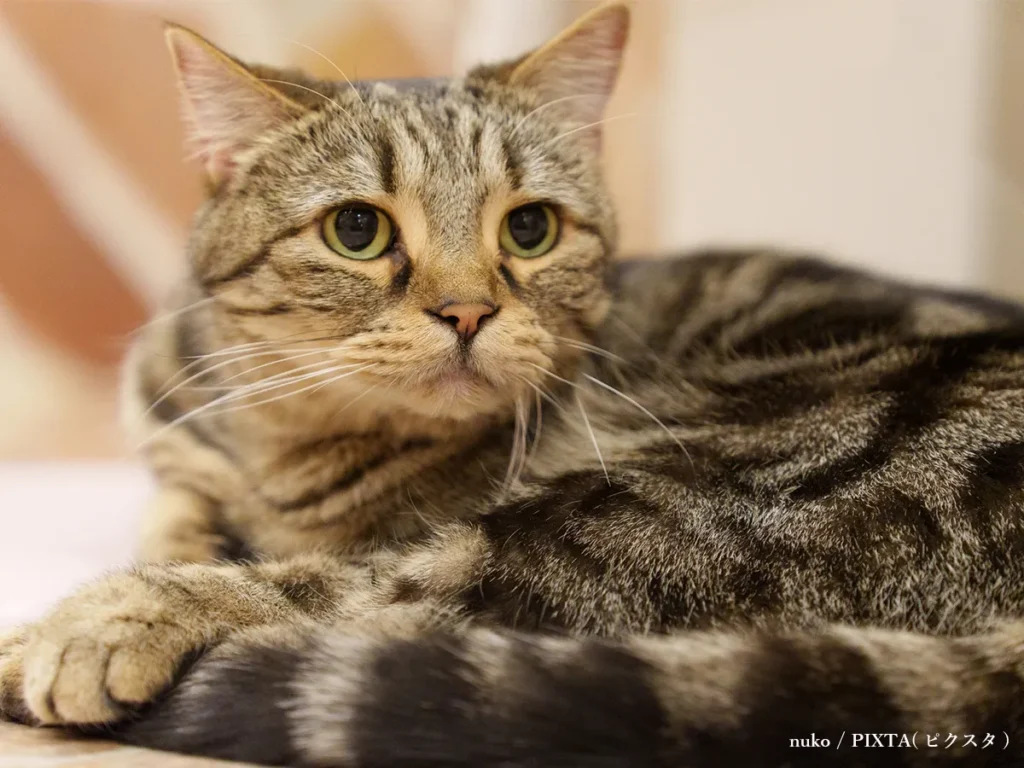 猫のイメージ写真