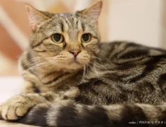 猫のイメージ写真