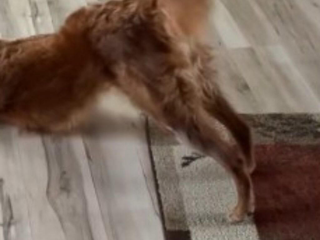 犬の写真