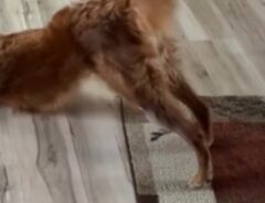 犬の写真