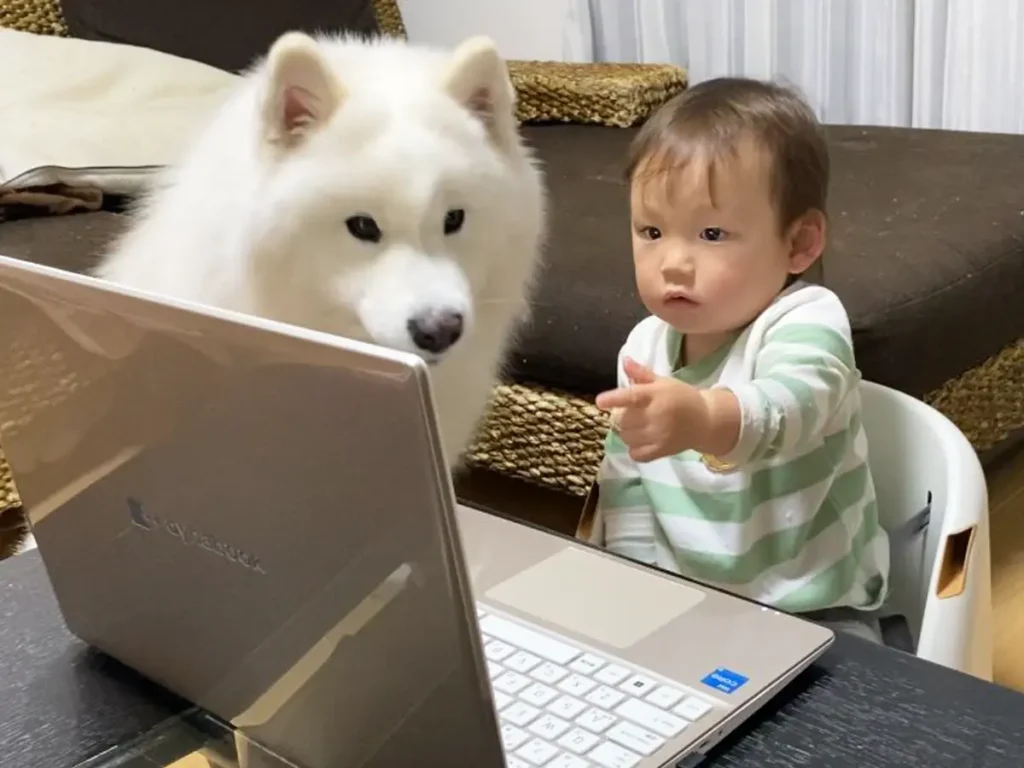 パソコンを見る赤ちゃんとサモエドの写真