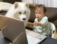 パソコンを見る赤ちゃんとサモエドの写真