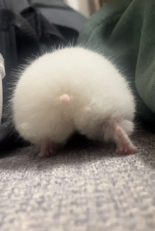 ふわふわのハムスターのお尻の写真