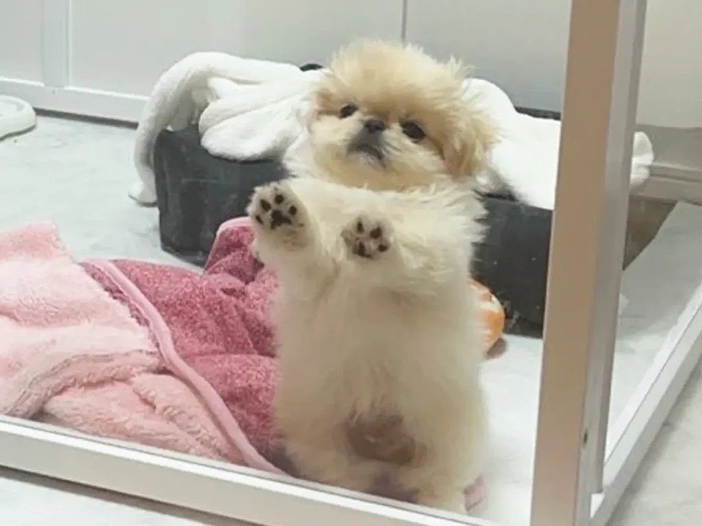 ペットサークルから出たい犬の写真