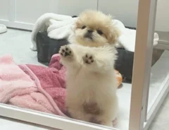 ペットサークルから出たい犬の写真