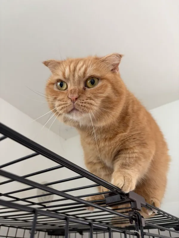 降りられなくなった猫