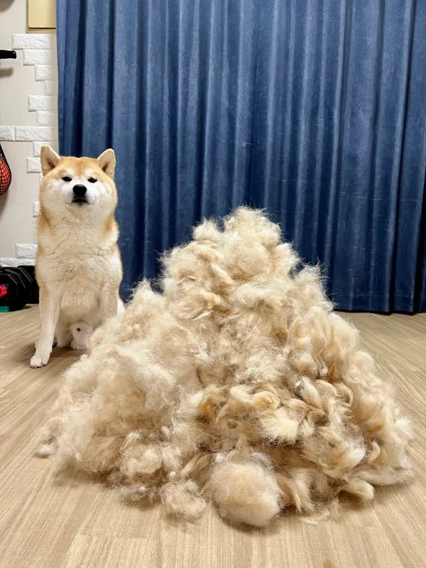 抜けた毛の山と柴犬の写真