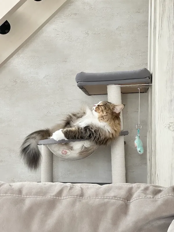 くつろぐ猫