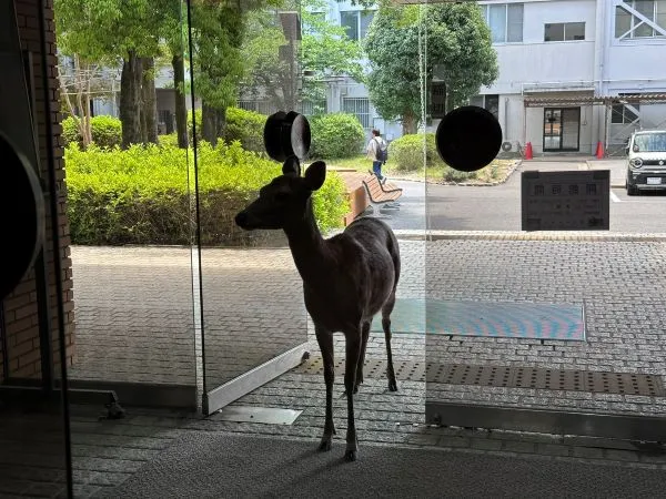 大学図書館に入ろうとするシカの写真