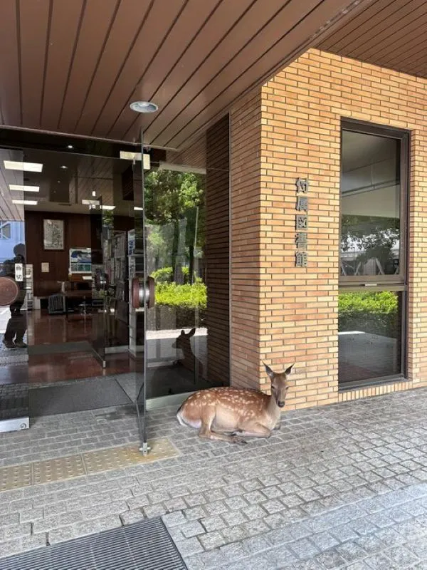 大学図書館前に座り込むシカの写真