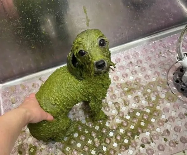 ハーブパックで全身緑色になった犬の写真