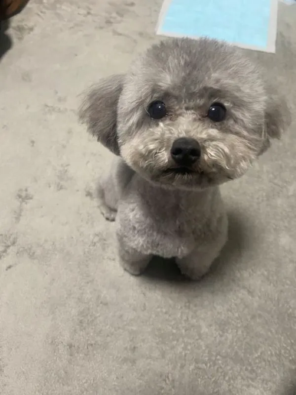 ハーブパックを終えてフワフワになった犬の写真