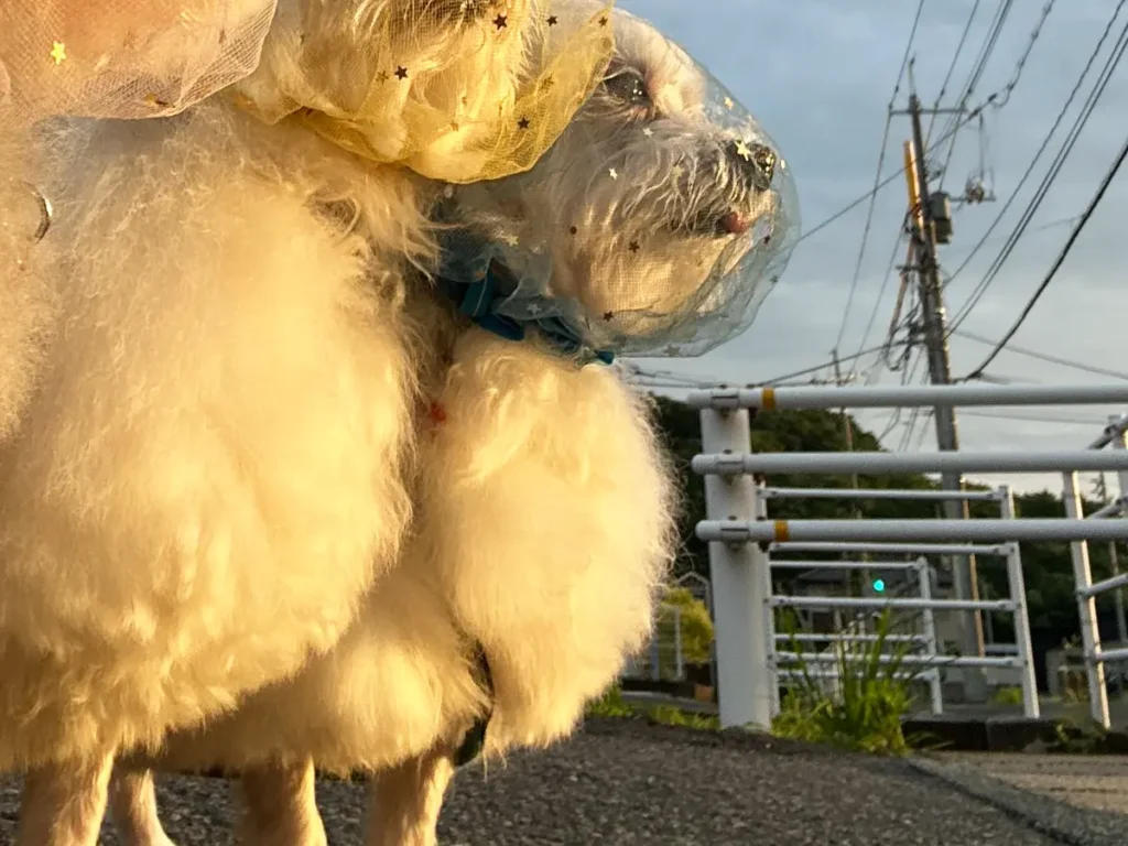 拾い食い防止ネットをつける犬の写真